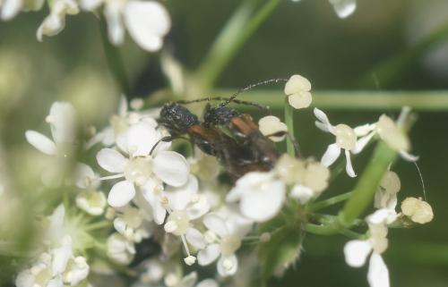 Dolocerus reichii